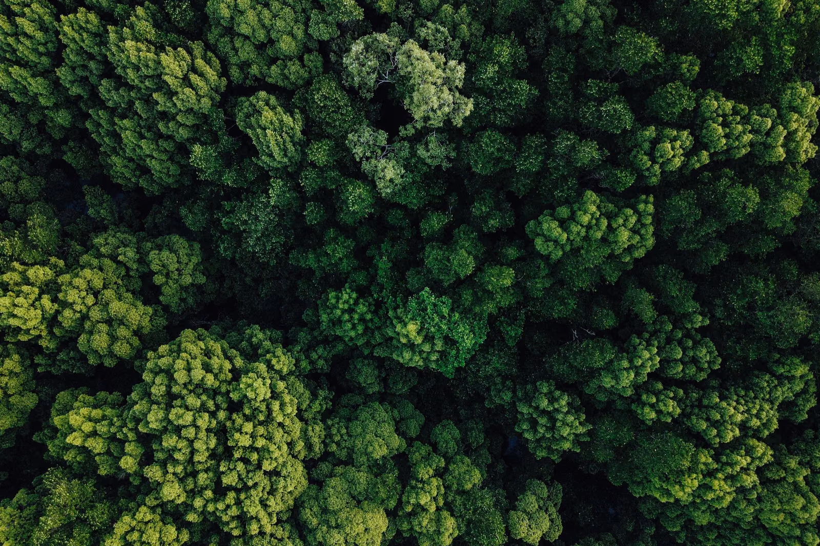 Aerial view of a green forest representing sustainable development