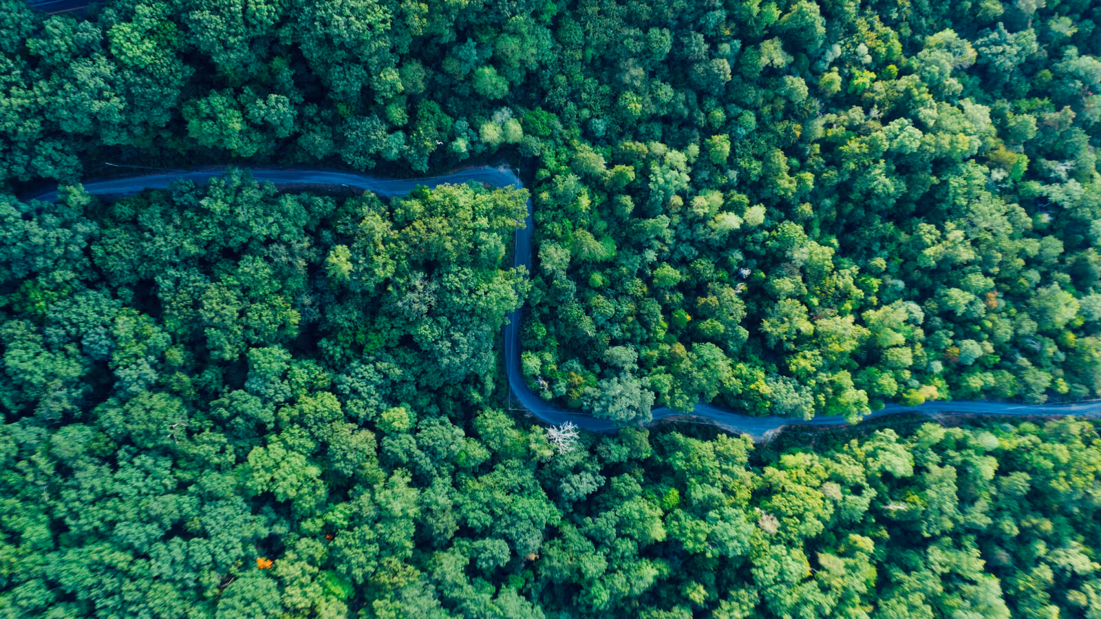 Aerial view of a road winding through a dense green forest